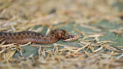 На Стрийщині жінку вкусила змія