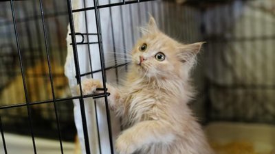 Суд покарав жінку зі Львівщини, за утримання кота у тісній клітці