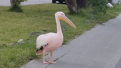 У Львові на вулиці гуляє пелікан (ВІДЕО)