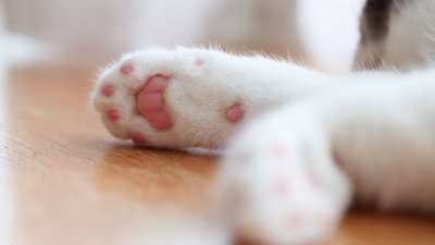 У Тернополі зафіксовано випадок жорстокого знущання з кота