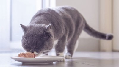 Як поєднувати вологий і сухий корм у раціоні кота