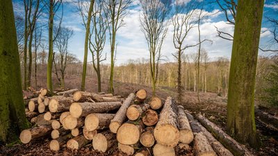 Жителя Рівненщини спіймали на нелегальній вирубці лип