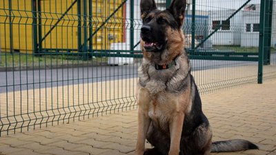 Святковий ажіотаж: У ДПСУ повідомили, де найменші черги на кордоні з Польщею