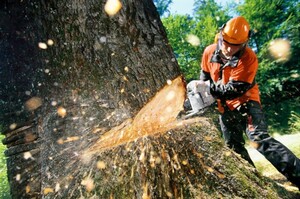 У Львівській області засудили чоловіків, які незаконно зрізали дерева