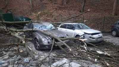 У Львові відшкодують кошти водіям, на чиї автомобілі впало дерево