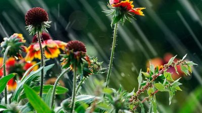 Яким буде день у Львові та області завтра, 27 червня