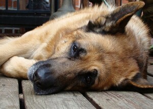 У Львові рятувальники врятували собаку