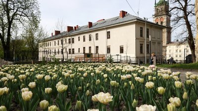 У Львові квітне майже 200 тисяч тюльпанів
