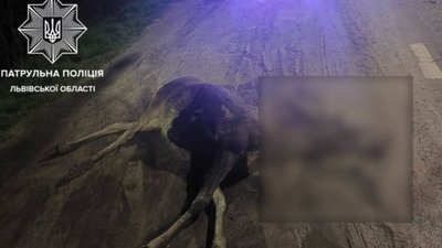 Після збитого на смерть лося, у Львові встановлять знаки про появу диких тварин