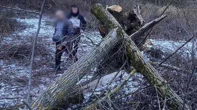 На Закарпатті під час зрізання дерева загинула дитина