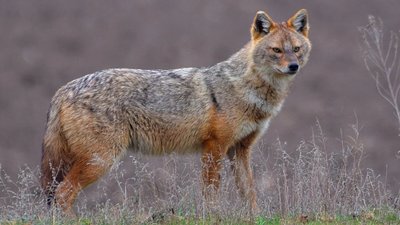 Шакали атакують Івано-Франківщину (ВІДЕО)