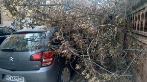 На вулиці Раппопорта у Львові на припарковане авто впало дерево (фото, відео)