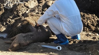 На Буковині депутат приховав спалах чуми на своїй фермі й закопував свиней
