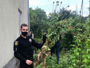 На Львівщині правоохоронці шукають посіви маку та конопель
