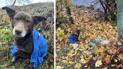 У Мукачеві невідома особа вистрілила у собаку