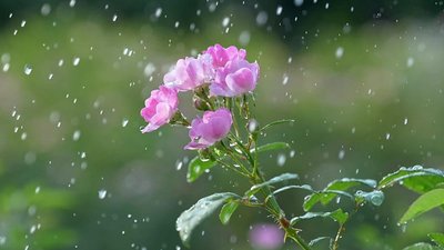 Якою буде погода у Львові та області завтра, 25 серпня