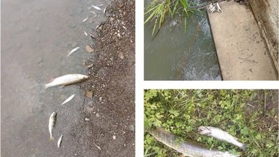 На Львівщині встановили, які види риби масово загинули у річці