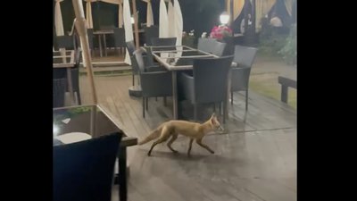 У Львові помітили лисицю (ВІДЕО)