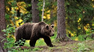 На Старосамбірщині грибник зустрівся з ведмедем