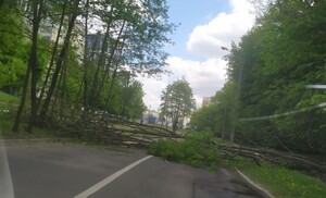 У Львові на дорогу впало дерево