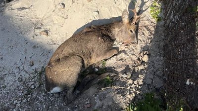 Біля Львова мешканці врятували поранену косулю