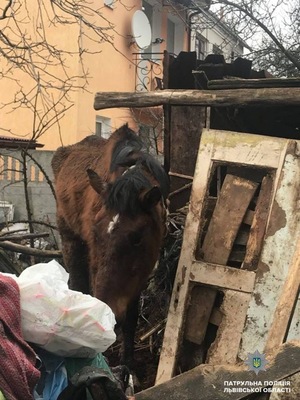 Львівські патрульні разом з активістами вр'ятували коня (ФОТО)