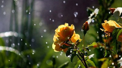 Якою буде погода у Львові та області завтра, 3 червня