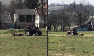 Біля Львова двоє чоловіків тягнули через усе село мертву корову (відео)