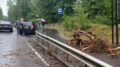 Біля Львова через падіння дерева постраждала неповнолітня дівчина