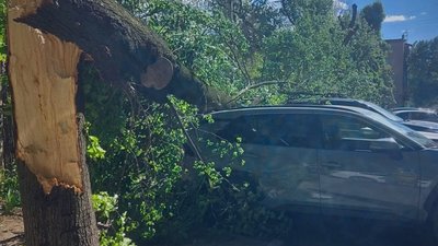 Падіння дерев вбило двох людей у Черкасах та на Закарпатті