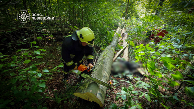 У лісі на Львівщині впало дерево і вбило чоловіка