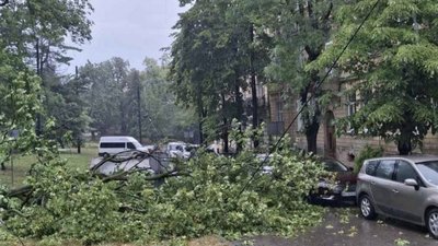 У Львові впало дерево на контактну мережу