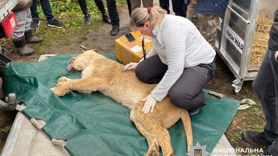 Вирішено долю двох левиць, які втекли з хмельницького притулку