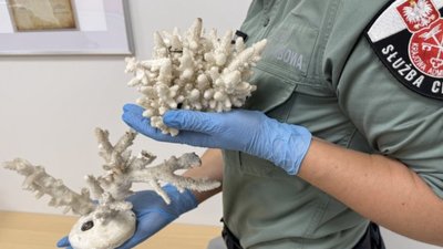 Польські митники виявили в українки два корали