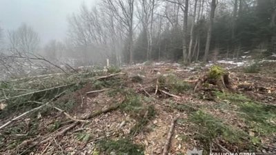 На Львівщині судитимуть чоловіка за незаконну вирубку дерев