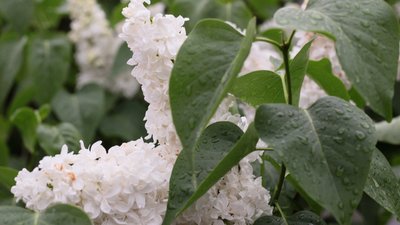 Яким буде день у Львові та області завтра, 19 травня