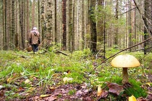 На Турківщині в лісі помер грибник