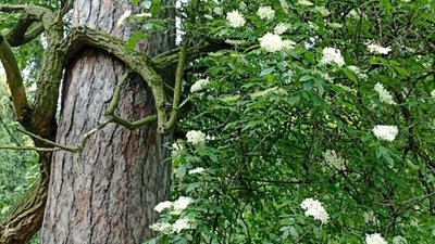 У парку в центрі Львова зацвіла 100-річна бузина