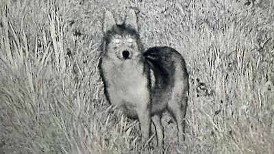На Закарпатті біля кордону камера зафіксувала вовка