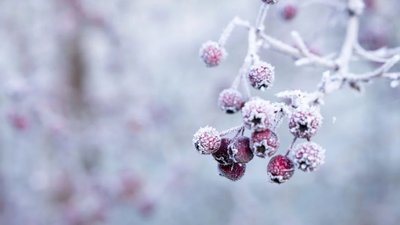 У Львові та області прогнозують сильні заморозки