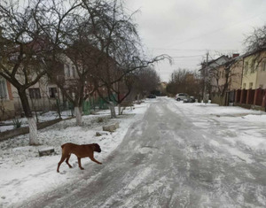 У Львові бійцівський собака напав на вулиці на дівчину, яка вигулювала песика (ФОТО)