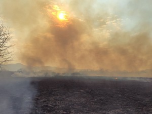 На Закарпатті вдруге горіла Долина нарцисів (фото)