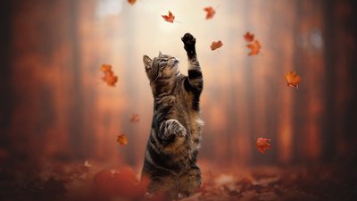 Якою буде погода у Львові та області завтра, 17 листопада