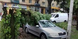 У Львові водій відсудив у міськради понад 52 тис грн за розбите деревом авто (ФОТО)