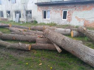 Неподалік приватної пилорами поліцейські знайшли незаконну деревину (фото)