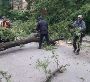 Наслідки негоди: у Львові сильний вітер повалив дерева (фото)