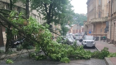 Увага! У Львові на дорогу впало дерево