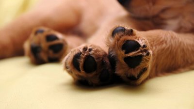 Діти скинули двох собак з висоти: суд на Львівщині оштрафував їхніх матерів