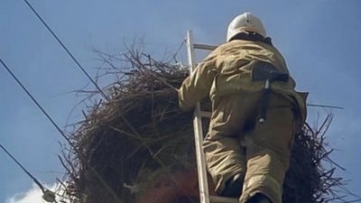 На Тернопільщині рятувальники визволили лелеку з пастки на електроопорі