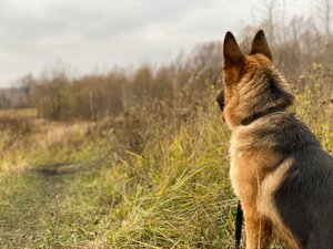 На Хмельниччині у пакеті знайдено тіло порубаної собаки